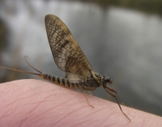 Fliegenfischerkurse für Anfänger