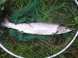 Lachs 57 cm