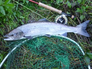 Lachs 61 cm