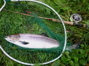 Lachs_60 cm