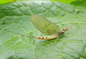 Mayfly Maifliege Ephmera danica