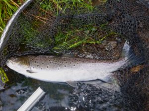 Seatrout 50 cm