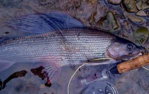 Thymalus thymalus