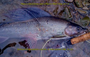 Thymalus thymalus